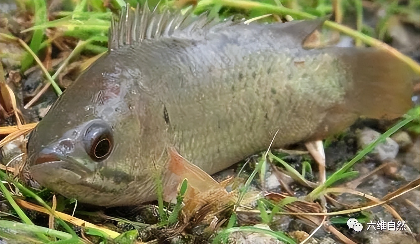 男子开门遇到小鲫鱼，次日发现更多鱼爬上岸，过山鲫为啥离开水？