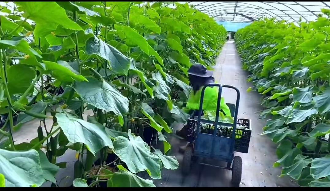 日本夫妇种植有机蔬菜,日本乡村两夫妻种菜