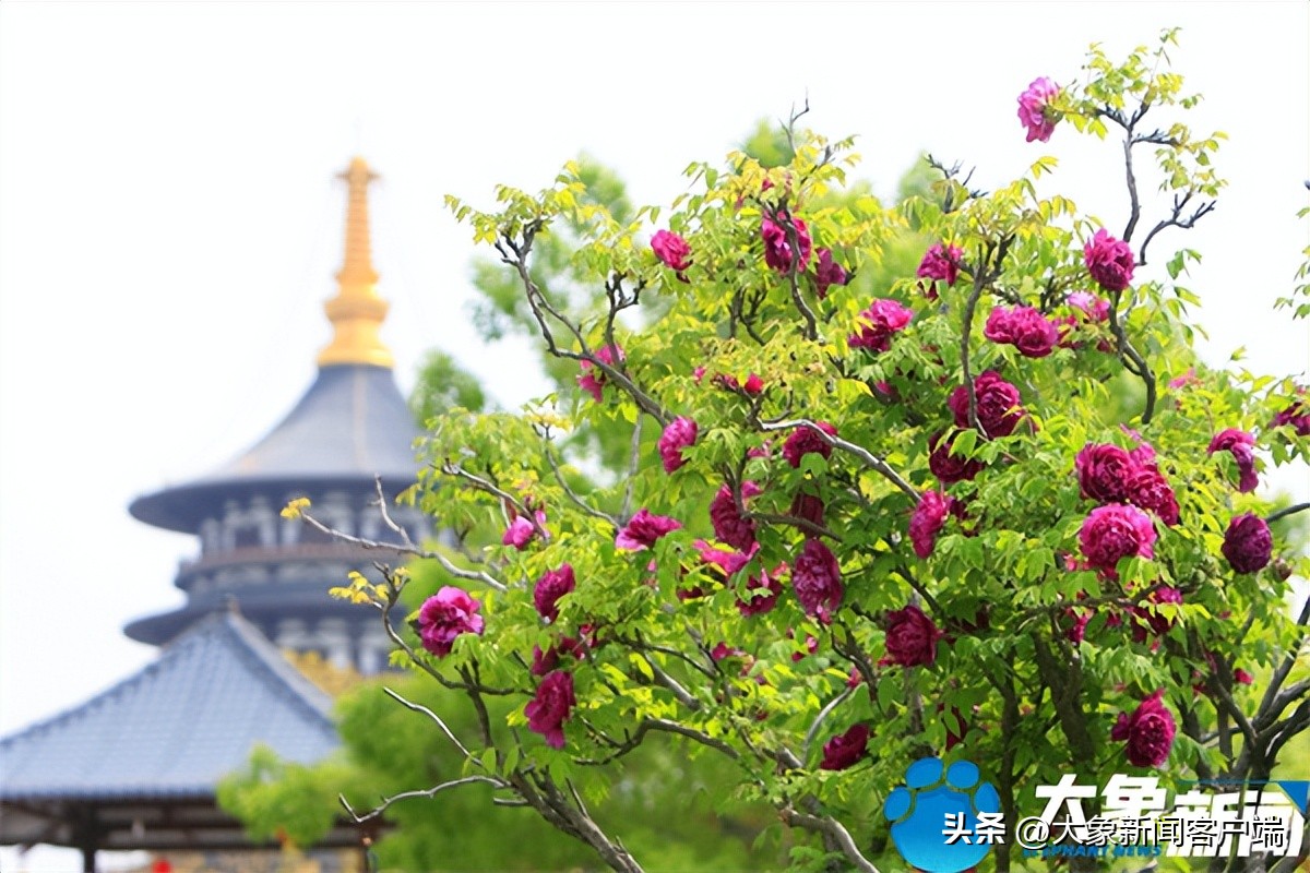 花开时节动京城最美不过洛阳城,花开时节动京城洛阳