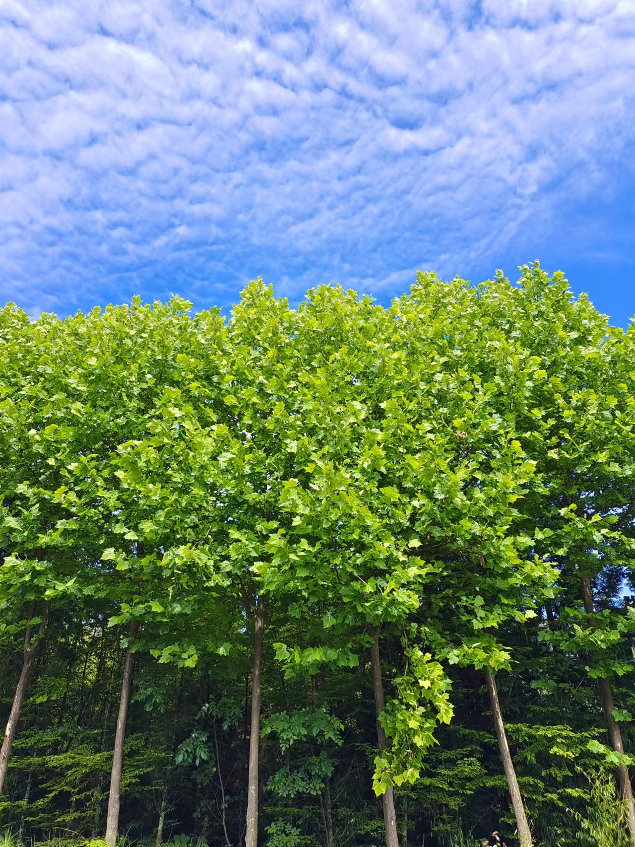 重庆石柱黄水避暑胜地,重庆旅游凉快的地方石柱黄水景区