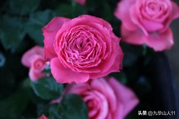 微型月季嫁接最佳品种,丰花微型月季品种有哪些