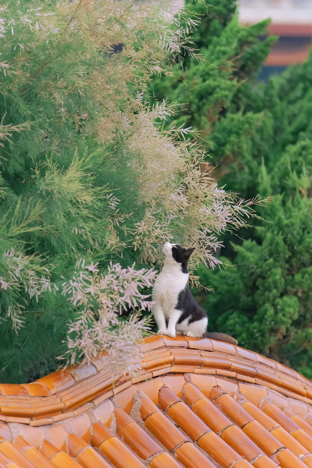 八仙过海各显神通鼠来宝,八仙过海狸猫