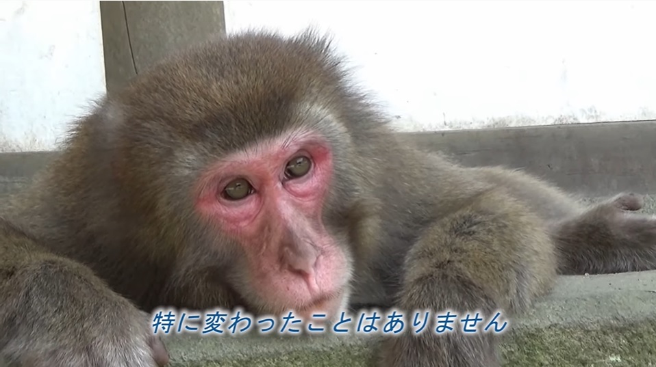 日本母猴称王,日本母猴王现状