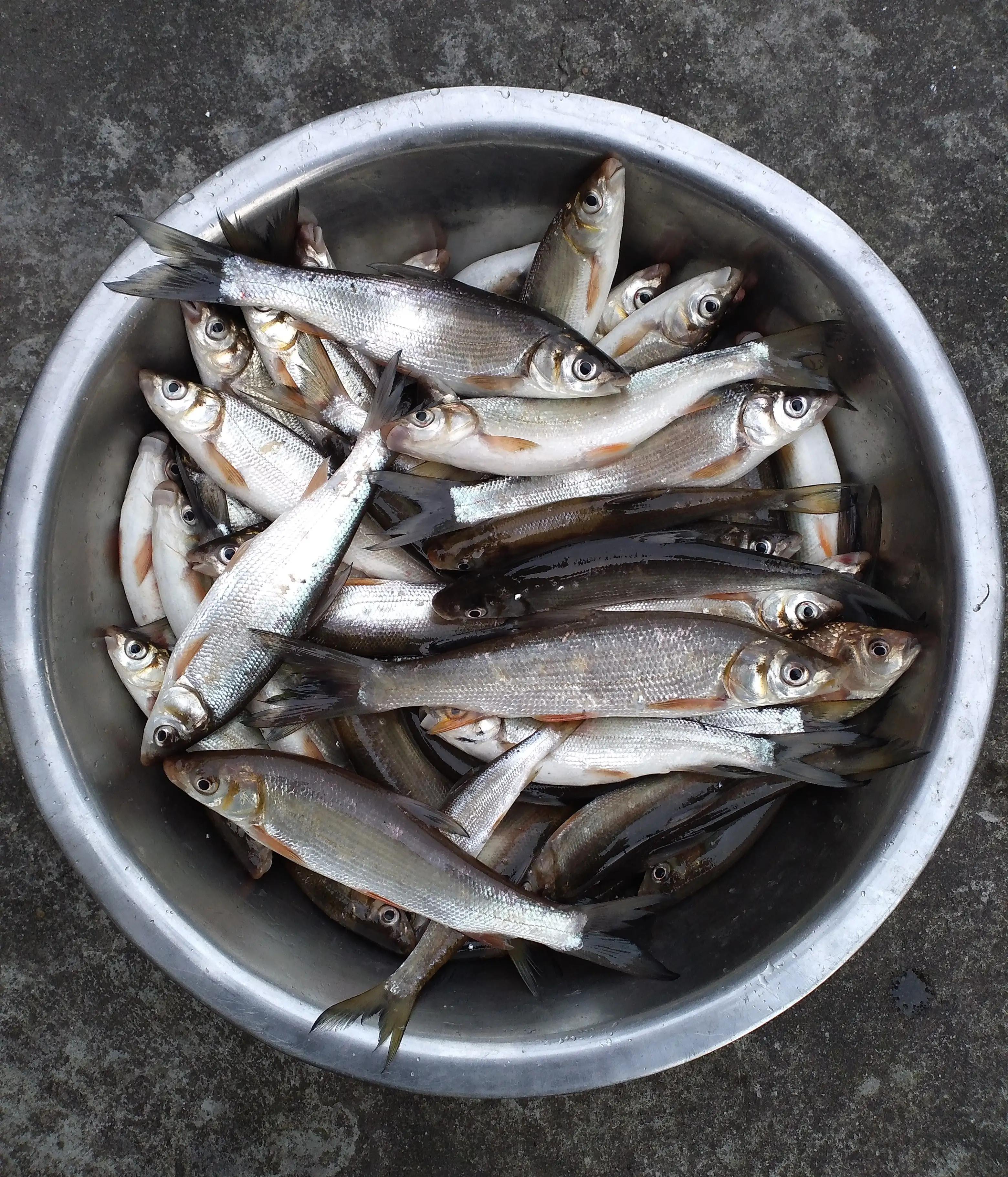 钓鱼经验视频大全,钓鱼经验全集完整版