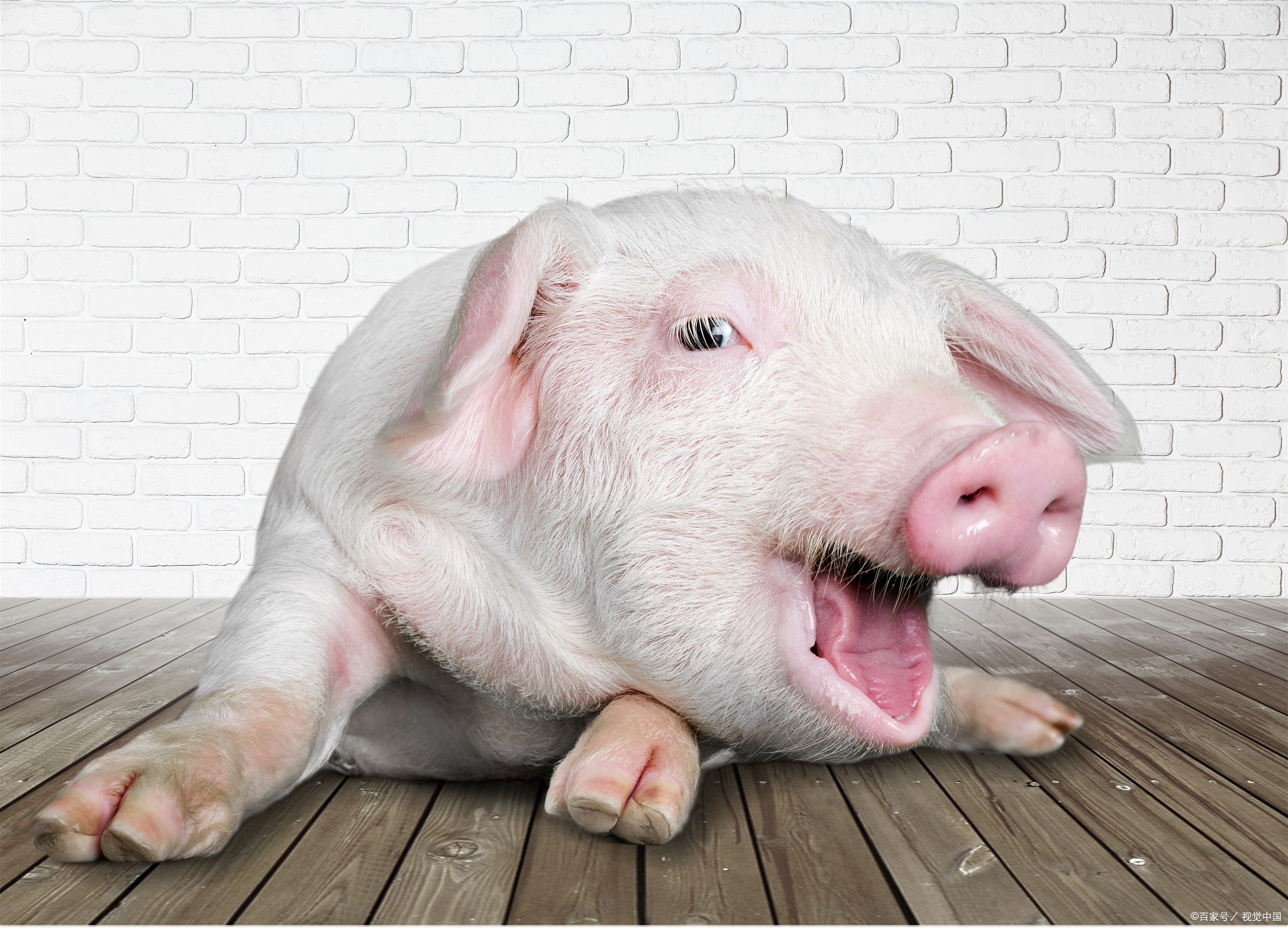 保育猪流行性腹泻用什么方法治疗,猪传染性流行性腹泻二联苗怎么用