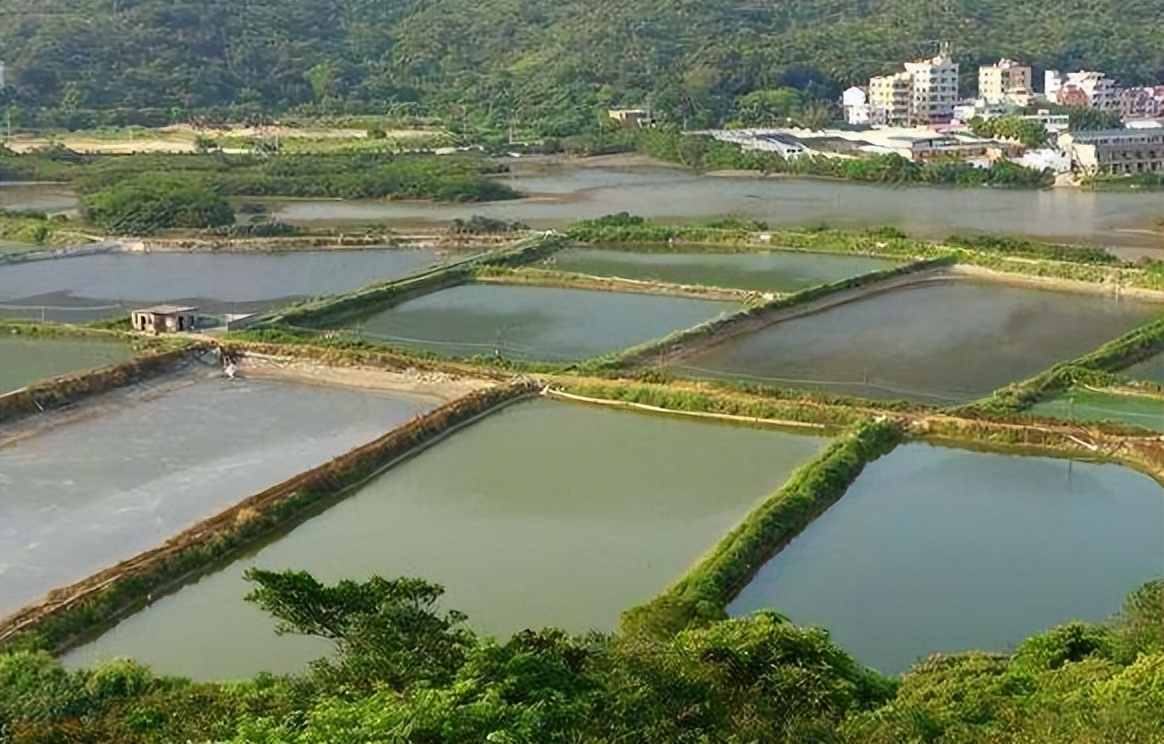 广西小伙养鱼败光家里500万,广西小伙养草鱼败光百万家产