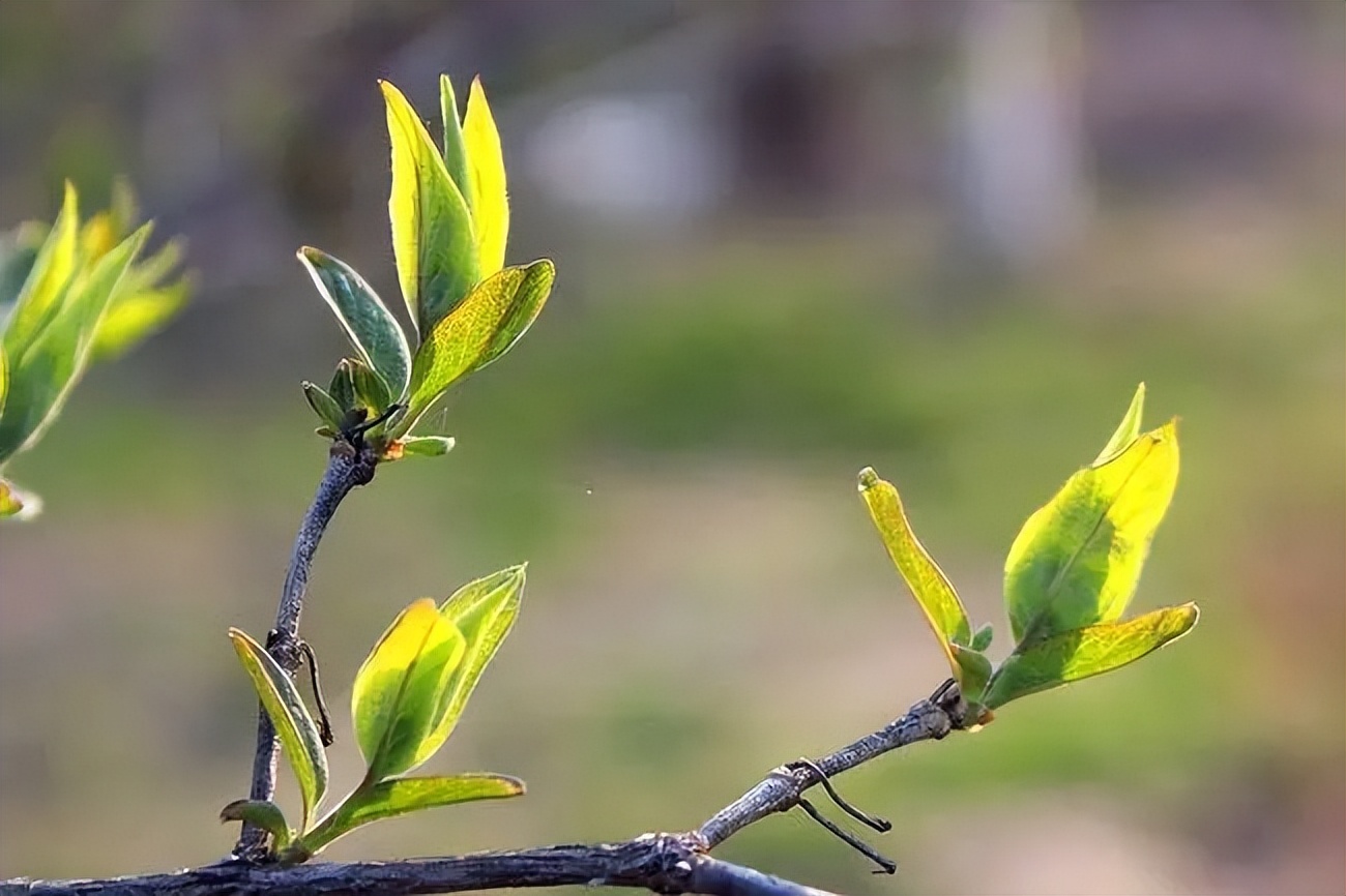 描写春风的诗句大全,关于春天春风的诗句古诗词