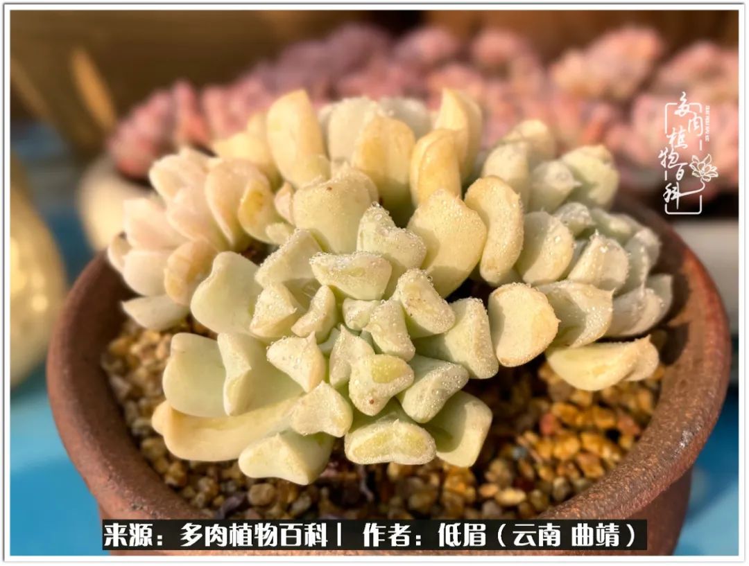 玉露多肉冬季分盆,玉露多肉怎样才能晶莹剔透