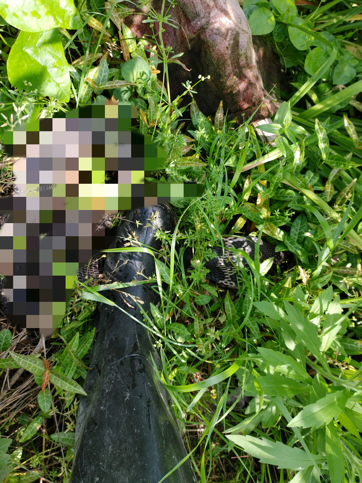 眼镜王蛇为什么不怕雄黄,眼镜王蛇为什么怕雄黄