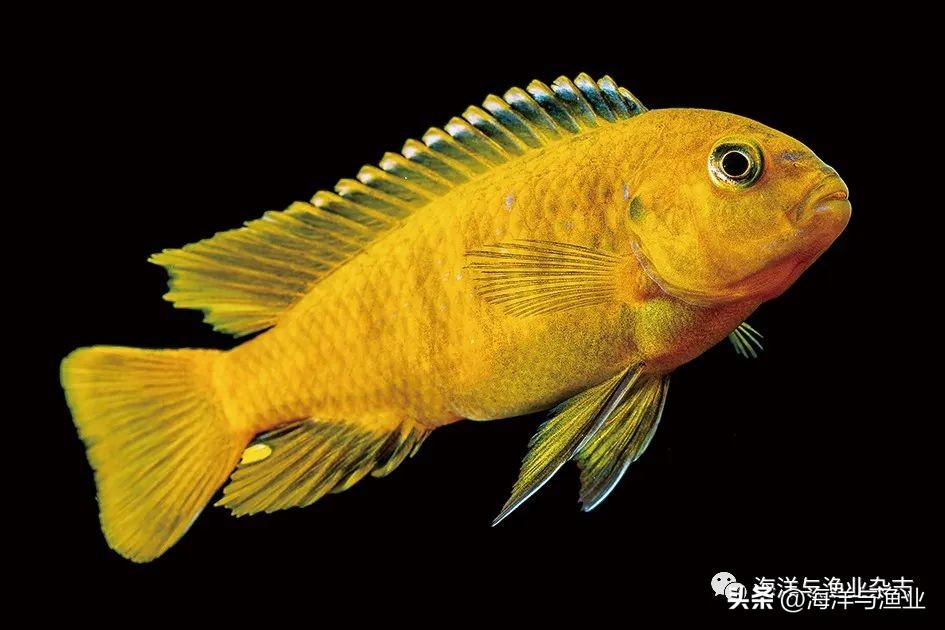 拒绝“躺平”!江门海豚水族:“内外兼修”国内外市场齐耕耘,线上鱼粮销量涨