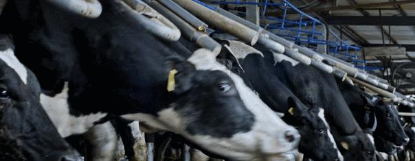 你家牛奶,晨光供港壹号牛奶怎么样