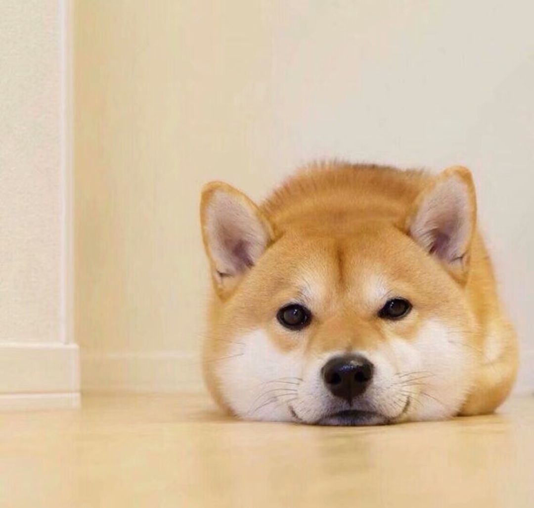 狗狗的屎的知识,狗狗学问大全