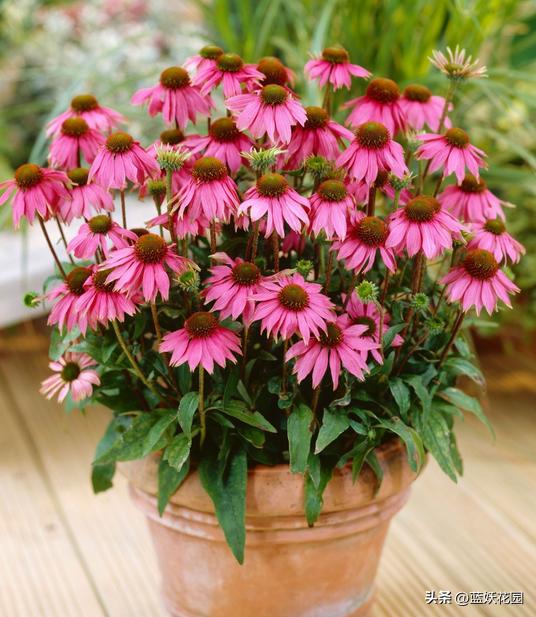 夏季开花的兰花品种有哪些,最适合室内养的8种开花植物