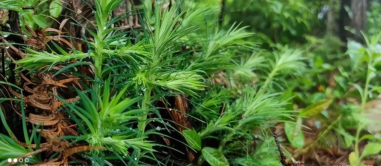 赣州市凤溪谷漂流景区,信丰风溪谷漂流