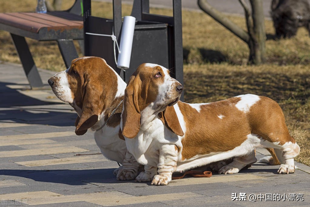 五种最丑的狗狗颜值真的让人担忧,狗狗眼中什么样的小狗最好看