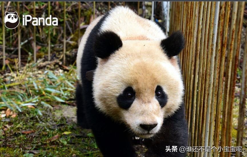 大熊猫喜妹咬伤饲养员,每天认识一只大熊猫