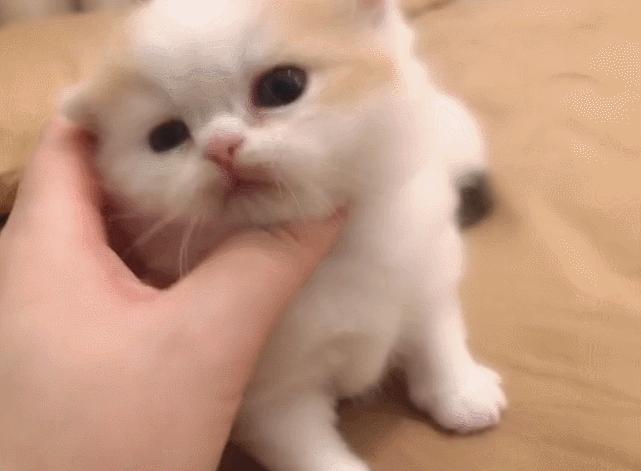 双眼失明的小猫,双目失明小猫