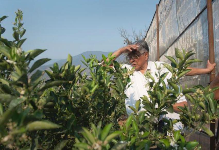 褚时健是怎么被诬陷入狱的,褚时健到底有没有贪污