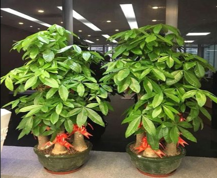 十种最吉利的镇宅绿植盆栽,阳台旺宅的大盆栽花
