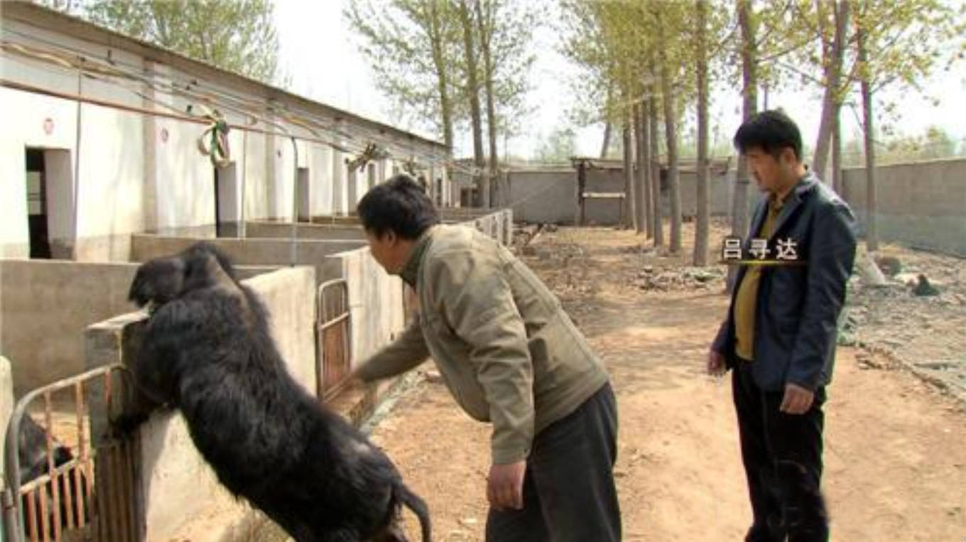 2009年，男子花6万买瘸腿病猪当宝贝养，8年后病猪帮他年入3000万