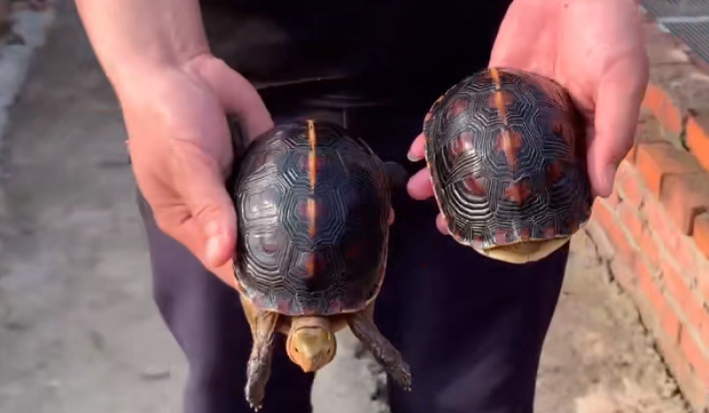 黄缘闭壳龟公母图片,黄缘闭壳龟公母哪个好看