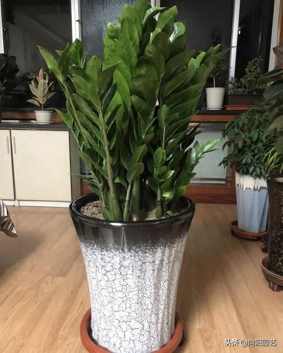 室外阳台观叶植物,阳台盆栽观叶植物