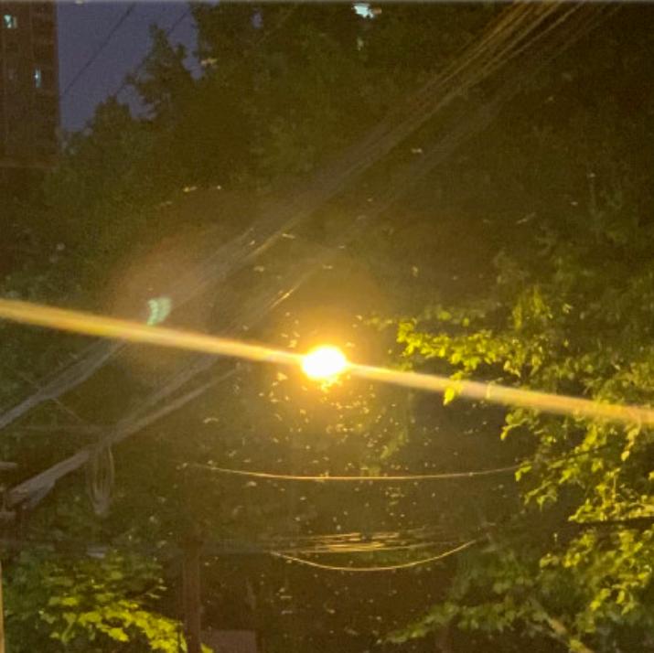 为什么上海今年出现大量白蚁,上海白蚁成群出现说明什么