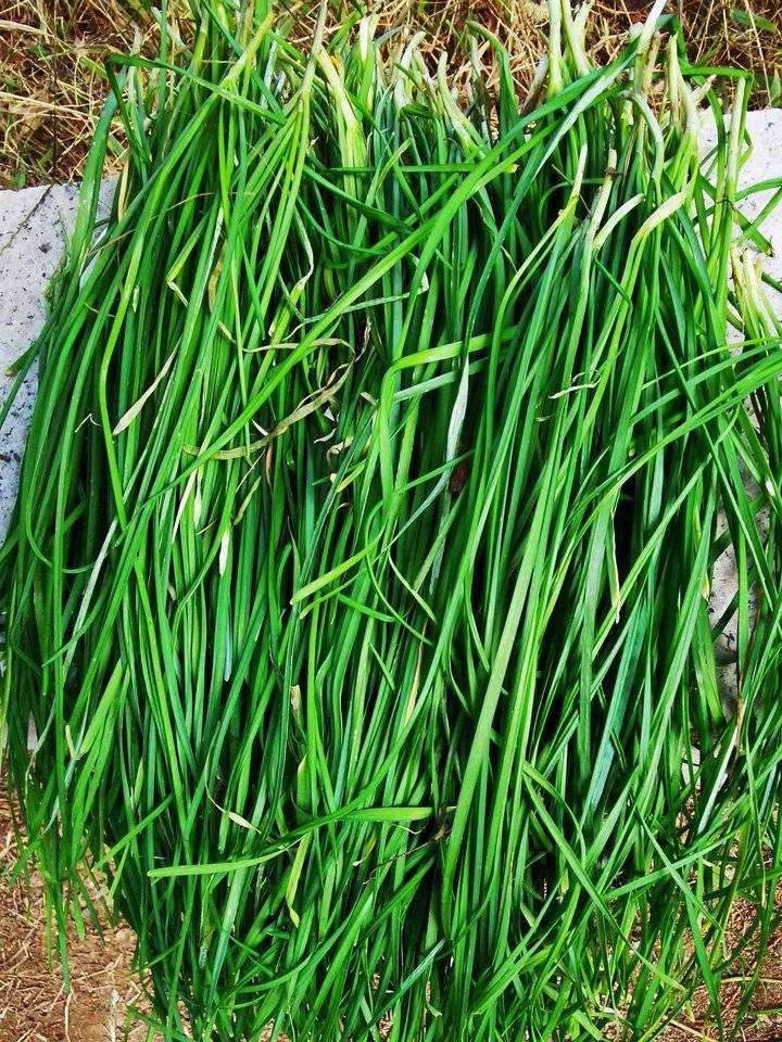 春天看图挖野菜，送你40种野菜大图鉴，让你轻松辨别各种野菜