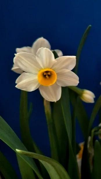 古诗词中的水仙花：飘零尘俗客再见水仙花