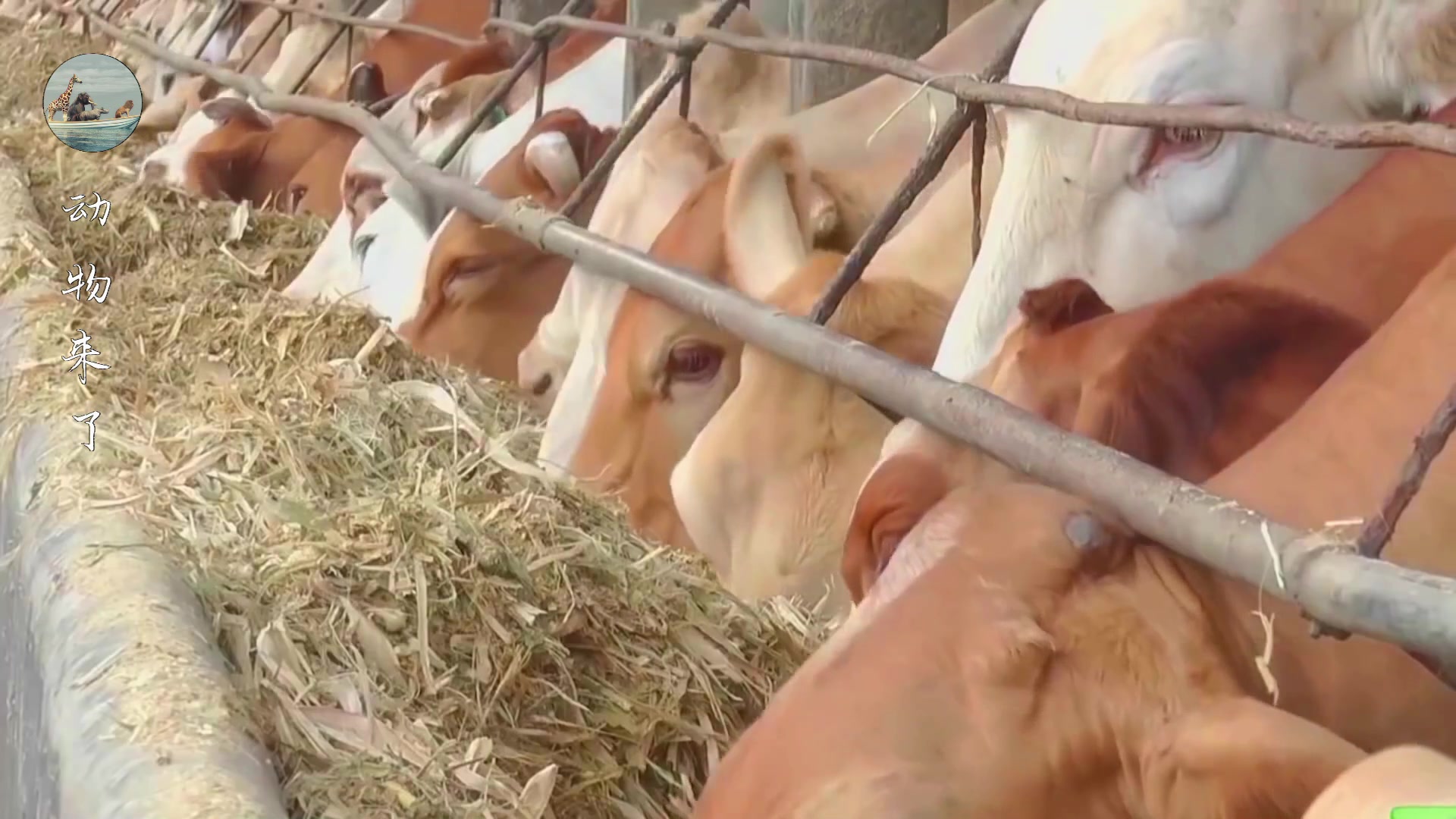 牛肉源头供应链怎样挣钱,养牛30年不赔钱的秘诀