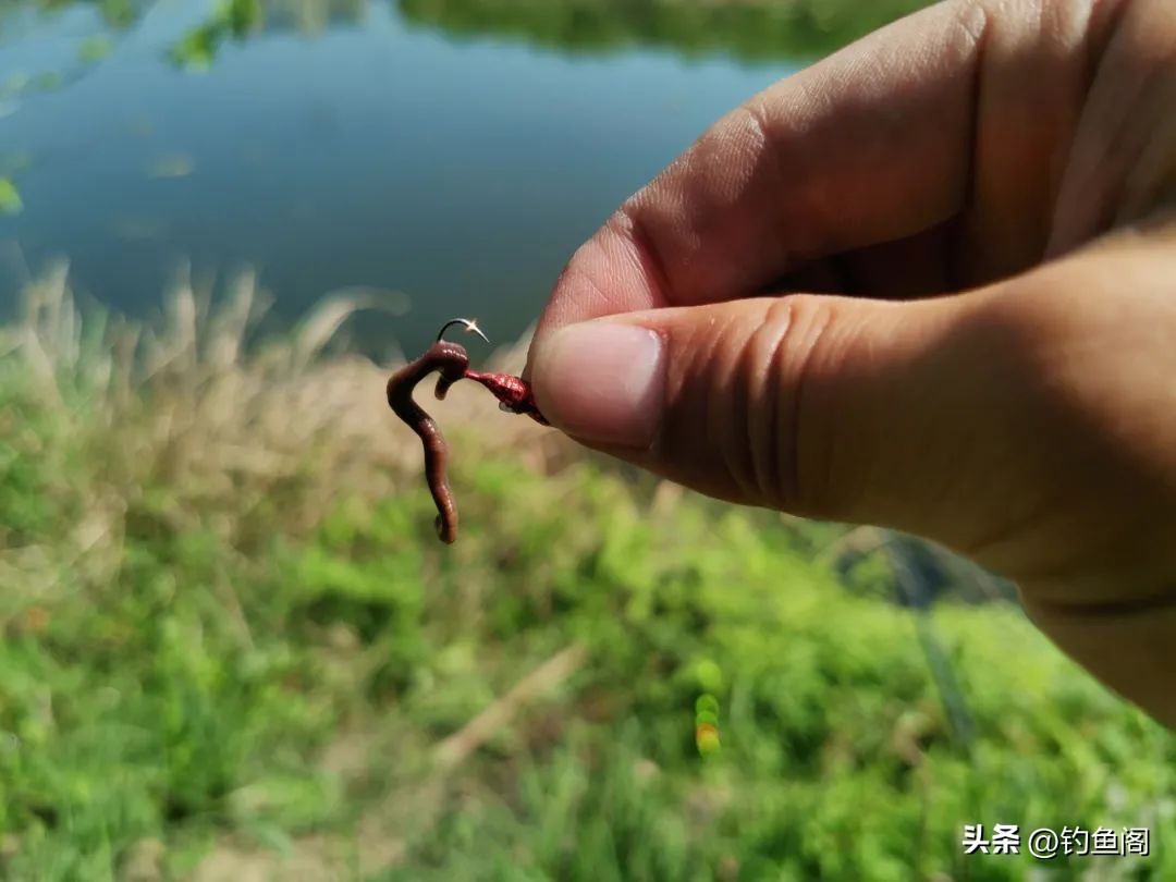 春季钓大板鲫最佳饵料配方,野钓大板鲫的最佳饵料配方