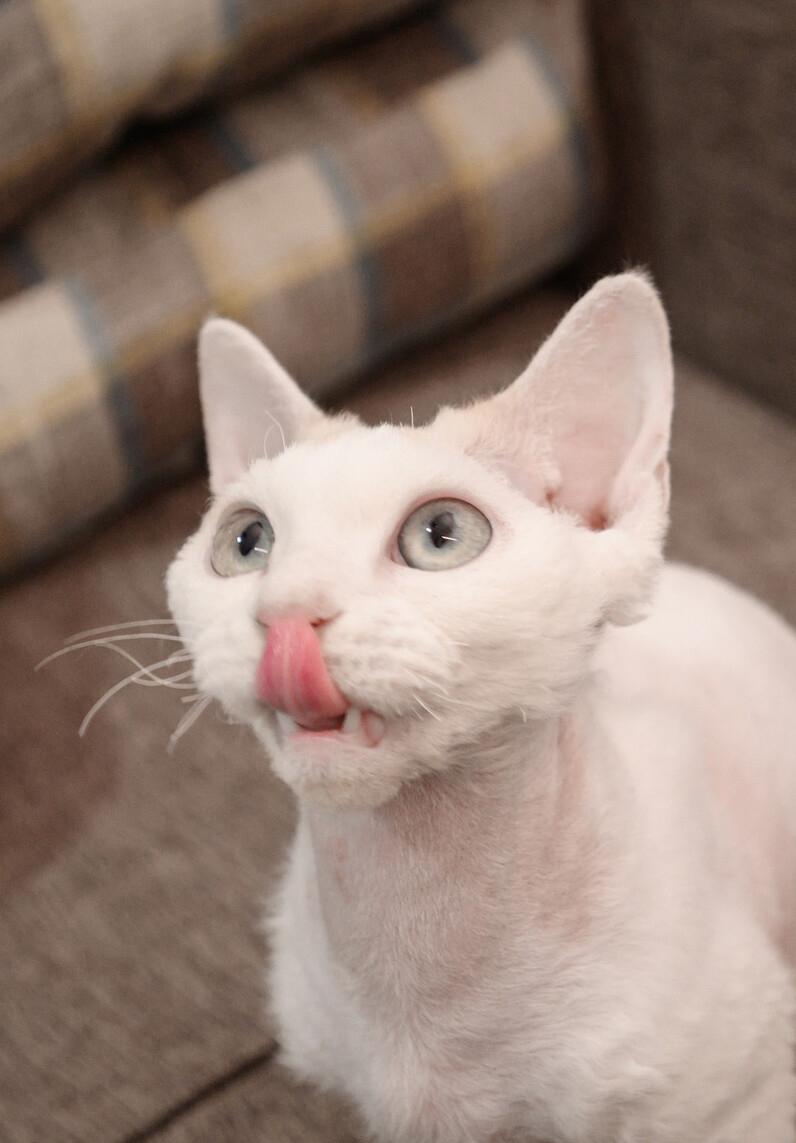 德文卷毛猫性格真好,thecatscope德文卷毛猫