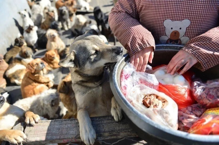 天津母女两代人救狗，500多毛孩子陷入断粮，剁白菜蒸玉米面充饥