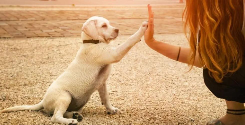 一只狗把你当妈妈的表现,一只狗把牛当作自己的妈妈