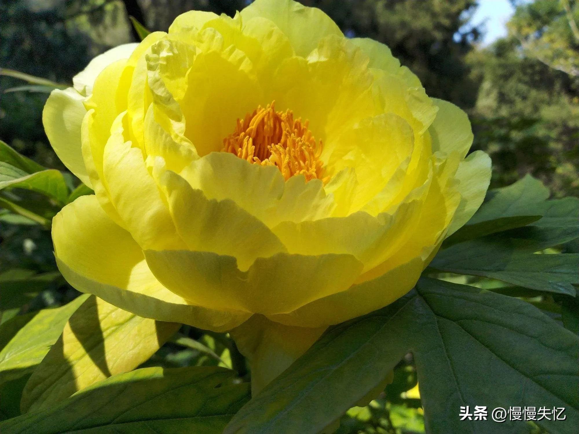 宋朝牡丹诗词,历代咏牡丹花诗词大全