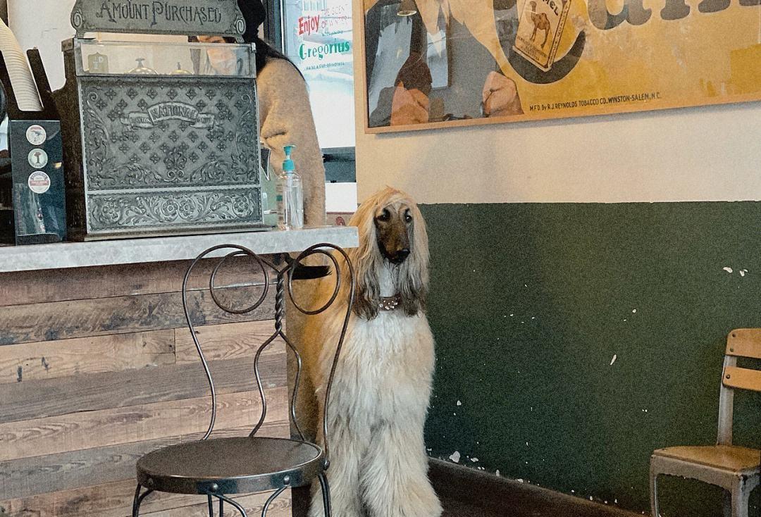 阿富汗犬很难驯服,阿富汗犬在中国可以养吗