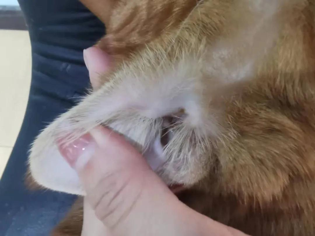 猫咪洗澡耳朵进水了怎么办,猫咪在宠物店洗澡做出的应激反应