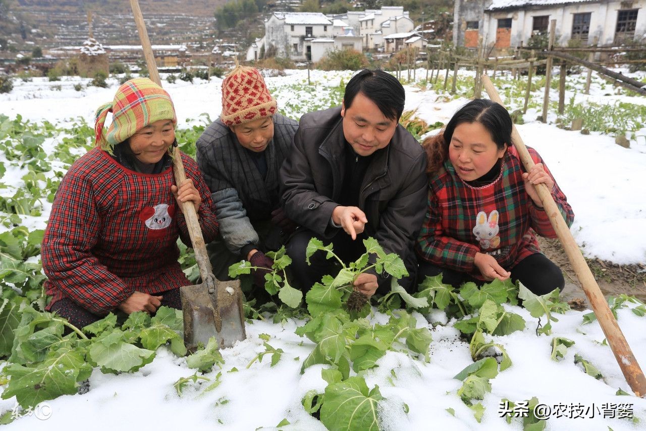 预防作物冻害最好的防冻剂,植物冻害了还能用防冻剂吗
