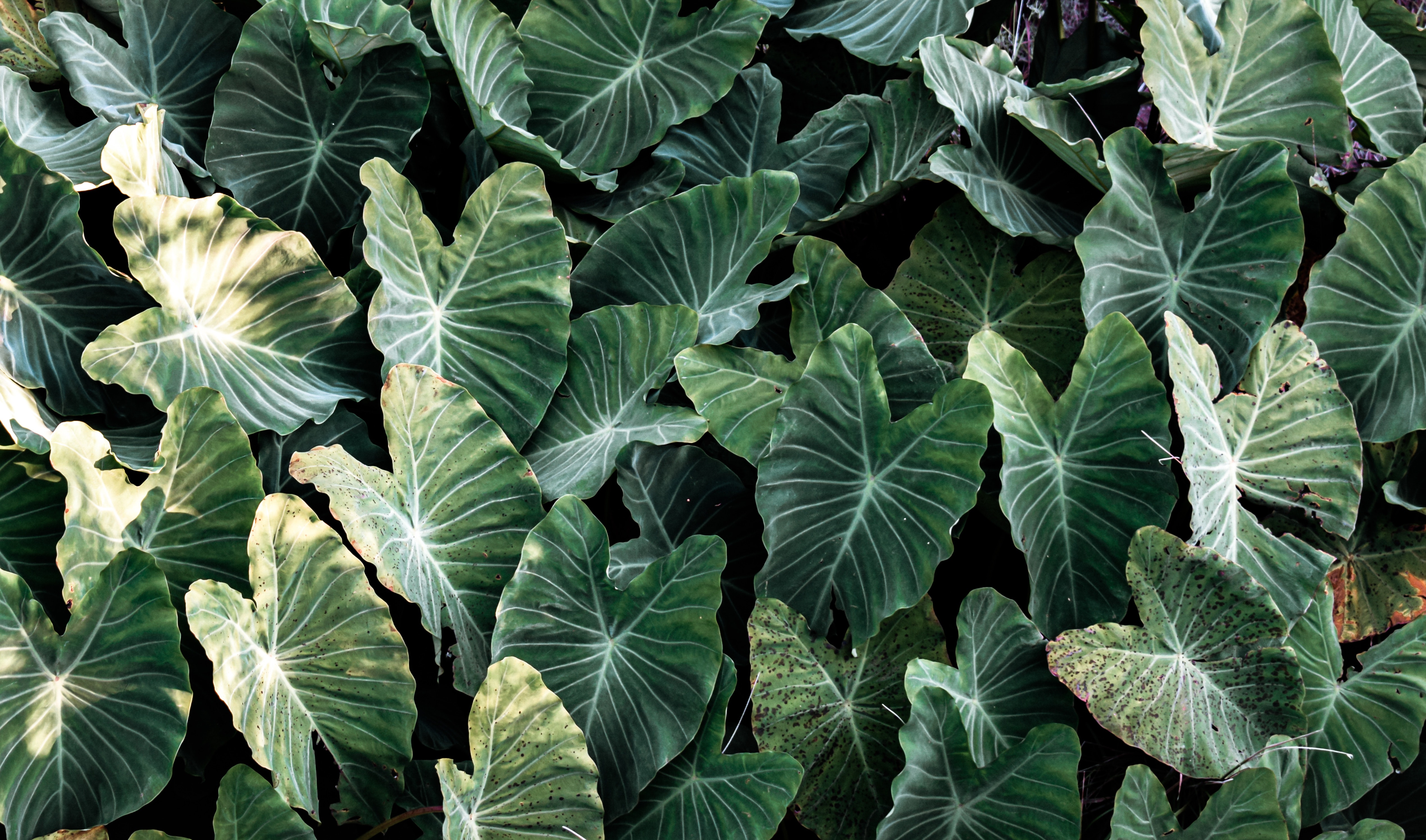 初中物理力和机械知识点,初中物理机械能与内能知识点