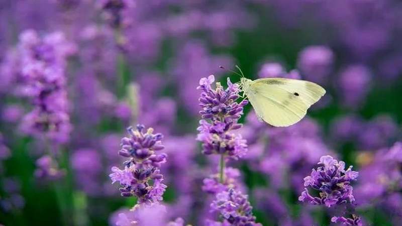 伊犁河谷薰衣草基地,伊犁河谷薰衣草自然条件