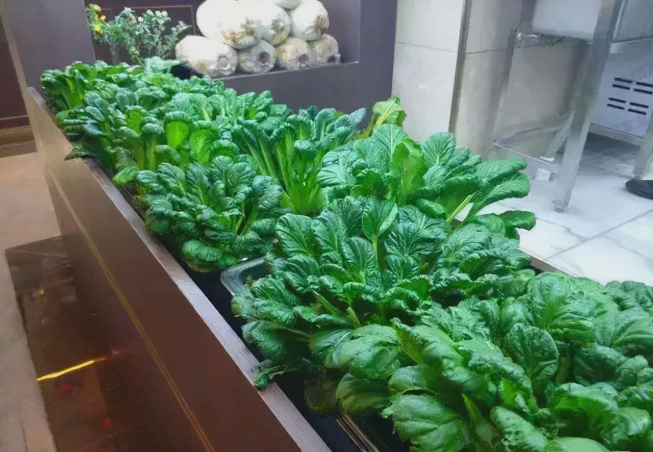 阳台种菜可以多茬采收,在阳台种菜最快采收的五种蔬菜