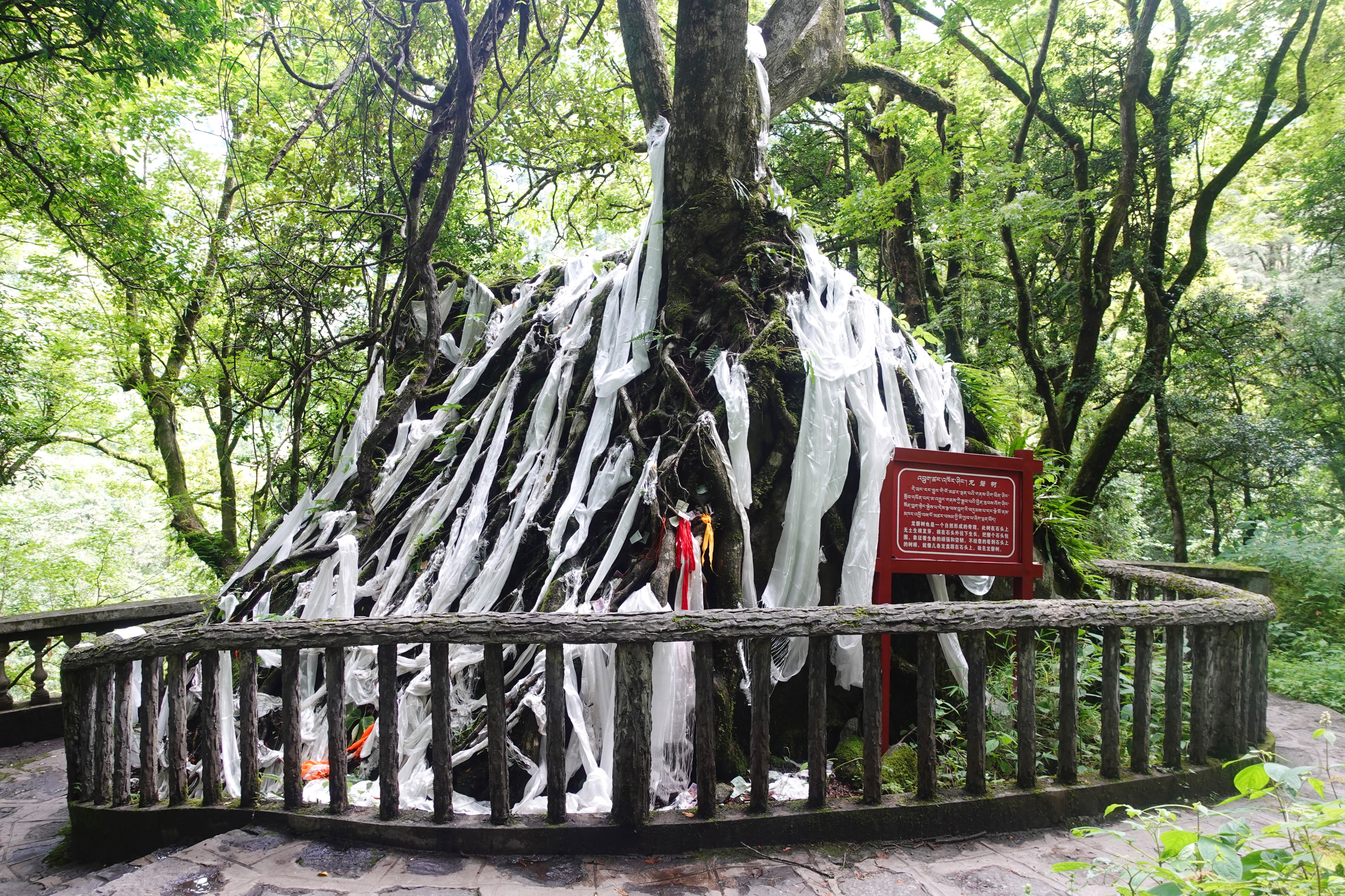 云南最高海拔的茶叶,海拔最高的茶叶产地在哪里