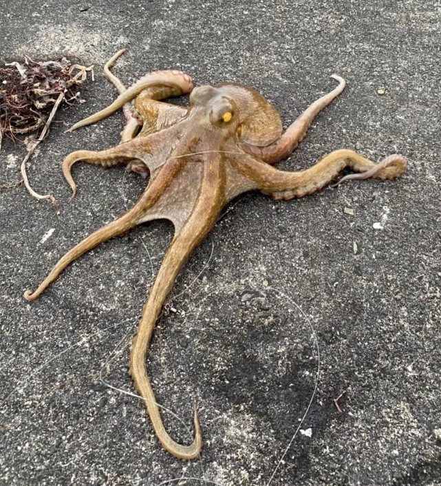 英国呼吁禁止活煮螃蟹,英国拟禁止煮活螃蟹