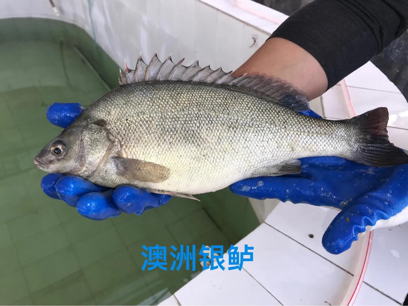 澳洲金鲈鱼,澳洲银鲈鱼好吃吗