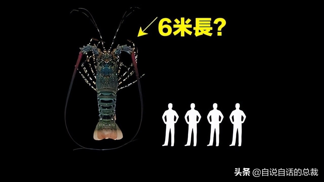 龙虾青龙和花龙区别,龙虾也是生物为什么我们要吃它