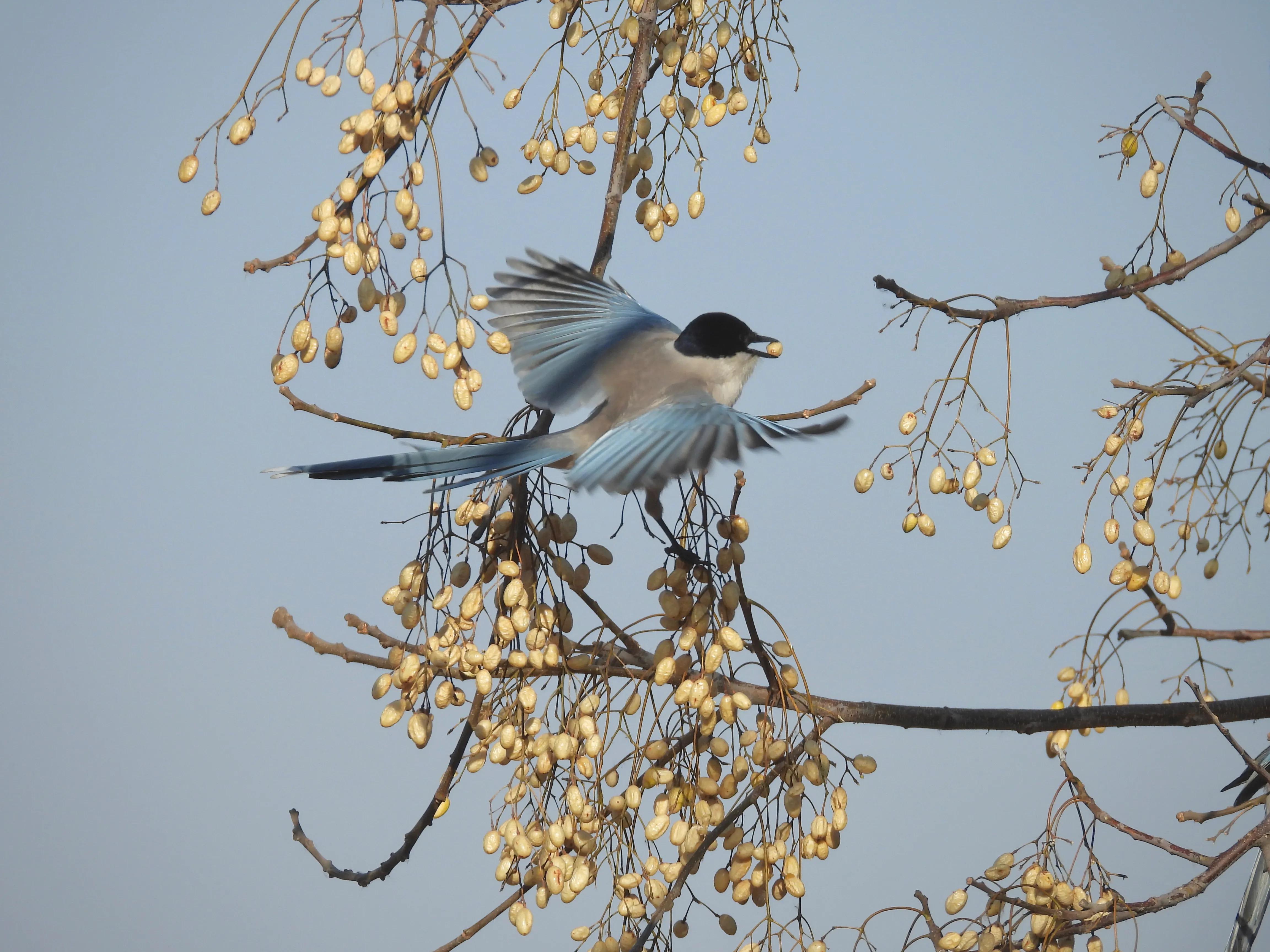 灰喜鹊冬天食物,灰喜鹊喂什么