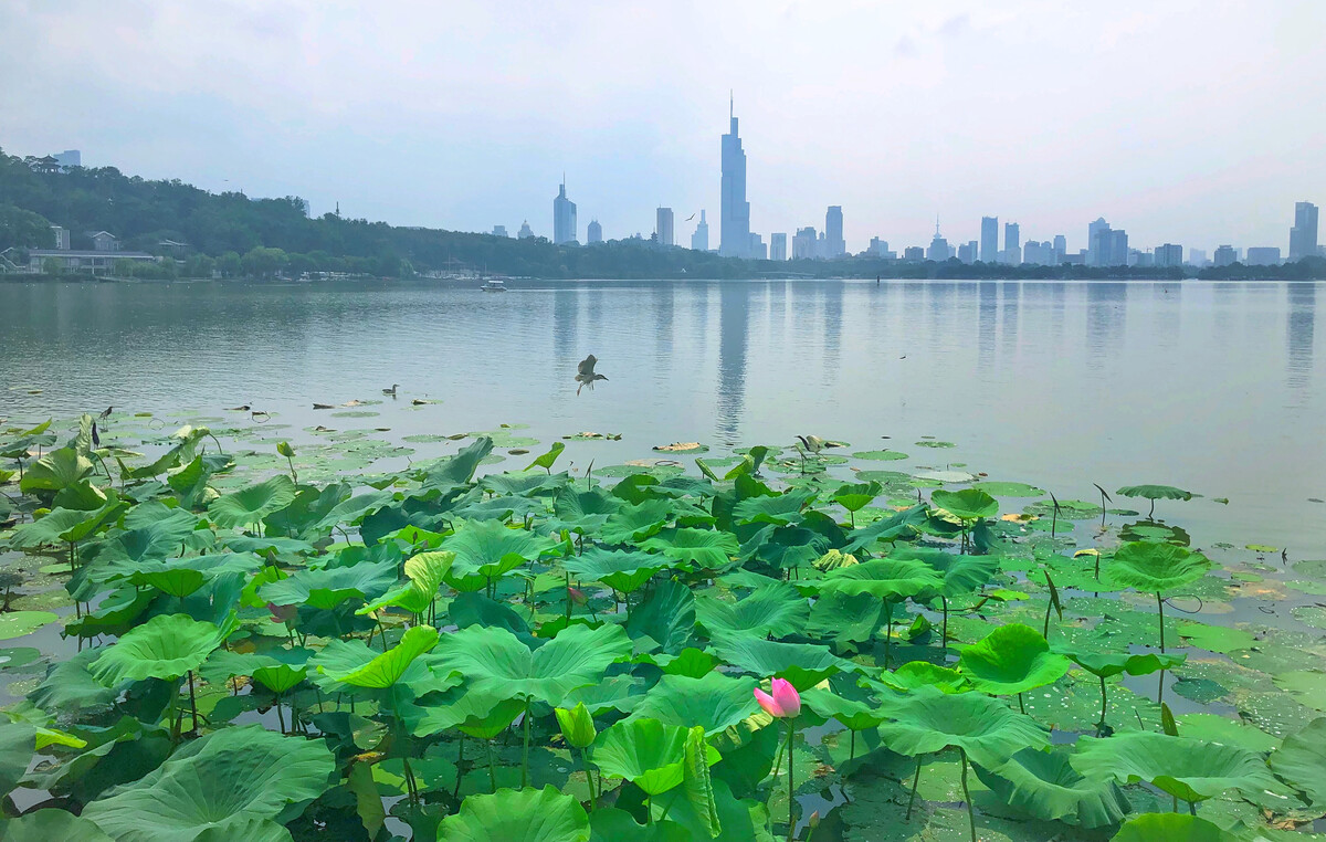 南京旅游攻略5日游住宿酒店,南京五日游攻略冬天