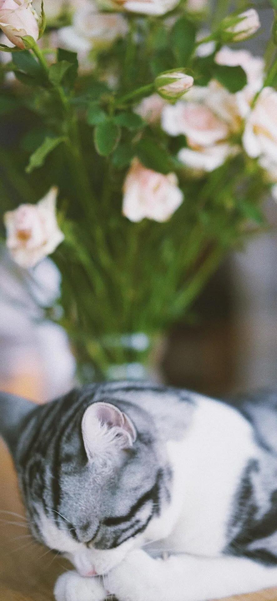 锁屏壁纸全屏壁纸,动态锁屏壁纸全屏高清120帧