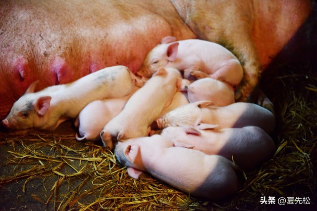 养猪多少钱一斤才能赚钱,养猪挣钱还是卖猪肉赚钱