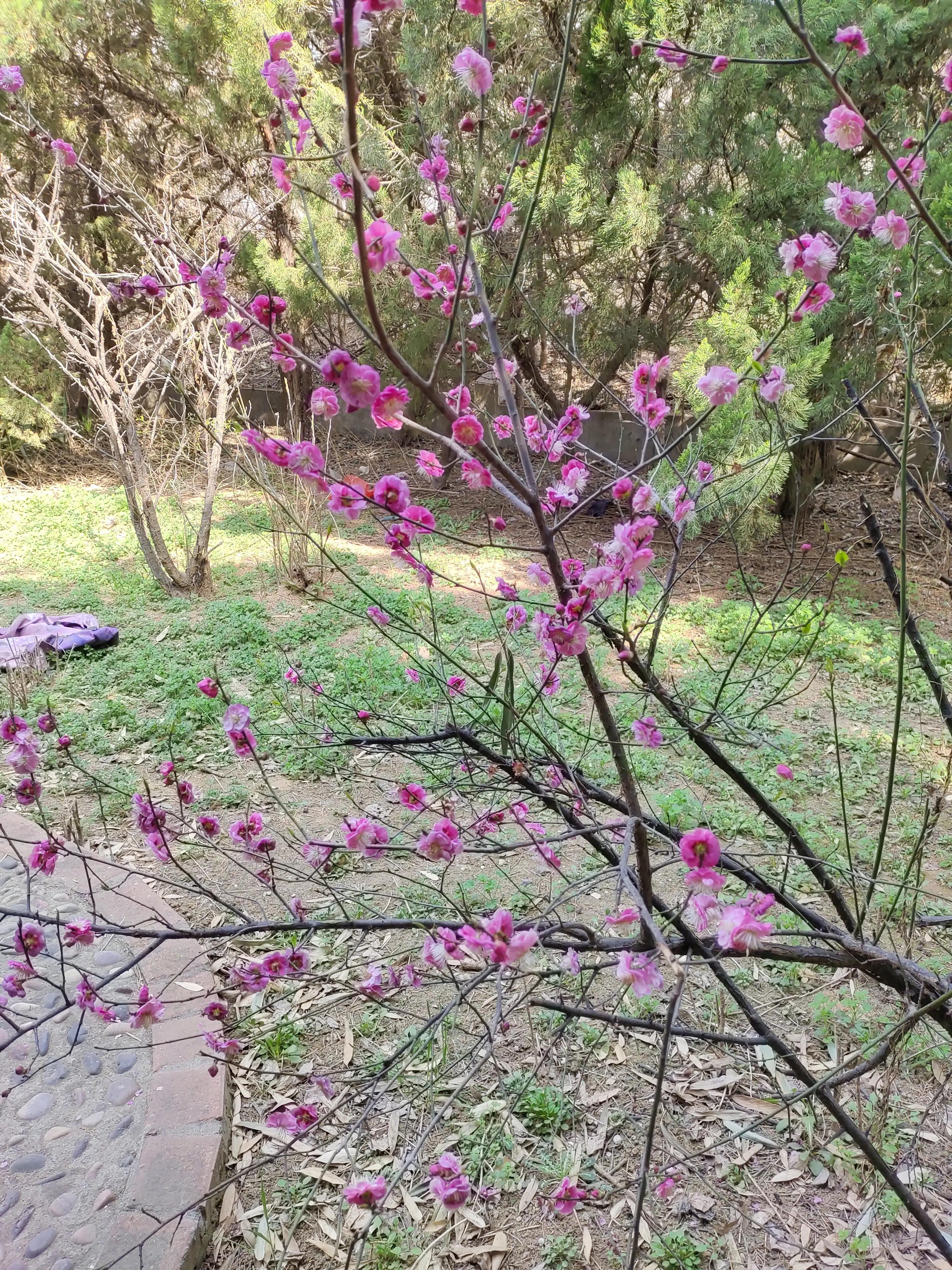 素菜中的荤,素中之荤食物有哪些
